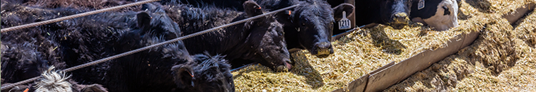 Cattle on Feed Survey